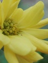 Yellow Chrysanthemum krisan