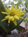 Yellow Chrysanthemum krisan