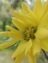 Yellow Chrysanthemum krisan