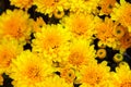 Yellow chrysanthemum