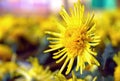 Yellow chrysanthemum Royalty Free Stock Photo