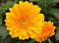 Yellow Chrysanthemum