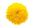 Yellow chrysanthemum