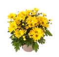 Yellow chrysanthemum