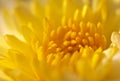 Yellow chrysanthemum Royalty Free Stock Photo