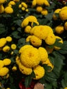 Yellow Chrysanthemum