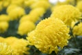 yellow chrysanthemum. blooming aster flower in garden. flora fie
