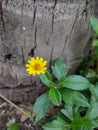 Chrysanthemum yellow flower