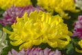 Yellow chrysanthemum flower Royalty Free Stock Photo