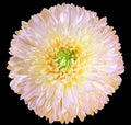 Yellow  chrysanthemum.  Flower on black  isolated background with clipping path.  For design.  Closeup. Royalty Free Stock Photo