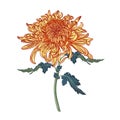 Yellow chrysanthemum flower branch with leaves. Vector illustration. Royalty Free Stock Photo