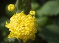 Yellow Chrysanthemum flower Royalty Free Stock Photo