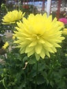 Yellow Chrysanthemum flower - Chrysanths, Mom Pompon