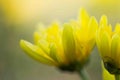 Yellow chrysanthemum flower Closeup Royalty Free Stock Photo