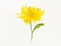 Yellow chrysanthemum flower is hand drawn on paper Royalty Free Stock Photo