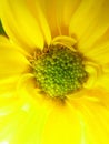 Yellow Chrysanthemum Flower Royalty Free Stock Photo