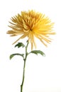 Yellow chrysanthemum flower isolated