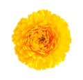 Yellow chrysanthemum flower Royalty Free Stock Photo