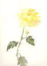 Yellow chrysanthemum flower watercolor drawing Royalty Free Stock Photo