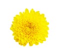 Yellow chrysanthemum flower on white background , with Royalty Free Stock Photo