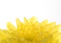 Close up yellow chrysanthemum flower on white background Royalty Free Stock Photo