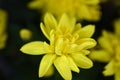 Yellow chrysanthemum flowers background, beauty, shop, nature Royalty Free Stock Photo