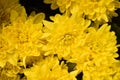 Yellow chrysanthemum flowers background, beauty, shop, nature Royalty Free Stock Photo