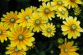 Yellow Chrysanthemum flowers background Royalty Free Stock Photo