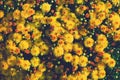 Yellow chrysanthemum flowers background. Royalty Free Stock Photo
