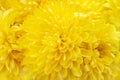 Yellow chrysanthemum flowers background. Selective focus closeup summer, autumn plants for mother\'s day, birthday, holiday Royalty Free Stock Photo