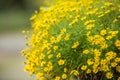 yellow chrysanthemum flowers in the basket with blurbackground Royalty Free Stock Photo