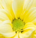 Yellow Chrysanthemum Flowers. Royalty Free Stock Photo