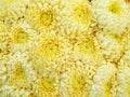 Yellow chrysanthemum flowers closeup Royalty Free Stock Photo