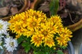 Yellow chrysanthemum flowers on flowerpot in garden Royalty Free Stock Photo