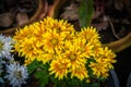 Yellow chrysanthemum flowers on flowerpot in garden Royalty Free Stock Photo