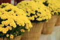 Yellow chrysanthemum flowers in flowerpot, perspective arrange Royalty Free Stock Photo