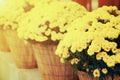 Yellow chrysanthemum flowers in flowerpot with warm light vintage toned. Royalty Free Stock Photo