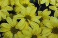 Yellow chrysanthemum flowers in the garden close up. Royalty Free Stock Photo