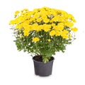 Yellow chrysanthemum flowers Royalty Free Stock Photo