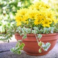 Yellow chrysanthemum flowers in a round flowerpot, chrysanths blooming Royalty Free Stock Photo