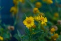 Yellow chrysanthemum flowers. Summer autumn blossoming orange gerbera flowers background, fall floral card Royalty Free Stock Photo