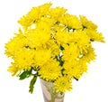 Yellow chrysanthemum flowers in a transparent vase, close up white background Royalty Free Stock Photo