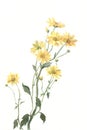 Yellow chrysanthemum flowers watercolor painting