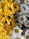 Yellow chrysanthemum flowers