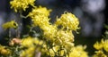 Yellow Chrysanthemum flowers Royalty Free Stock Photo