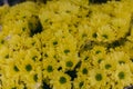 yellow chrysanthemum flowers Royalty Free Stock Photo