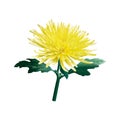 The yellow chrysanthemum. The golden-daisy. Vector. Isolated