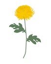 Yellow chrysanthemum with green leaves on a white background