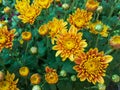 Yellow Chrysanthemum Guldaudi Flowers closeup view Royalty Free Stock Photo