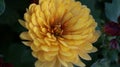 Yellow chrysanthemum